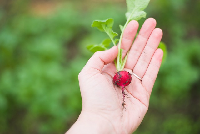 House radish